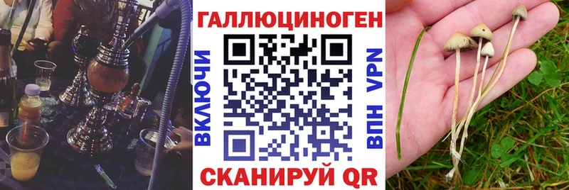 где продают наркотики  Новосиль  Псилоцибиновые грибы Psilocybine cubensis 