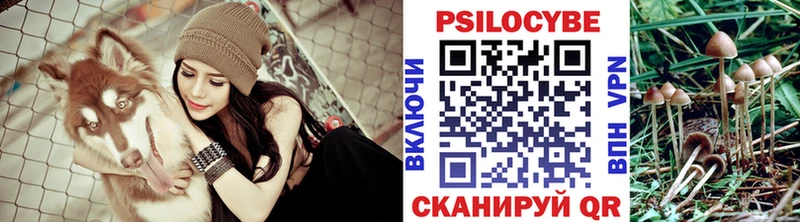 Псилоцибиновые грибы Psilocybine cubensis Новосиль